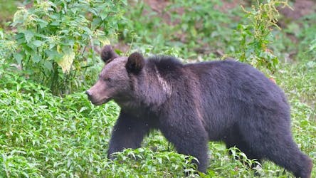 Experiencia de observación del oso pardo en grupos pequeños desde Brasov